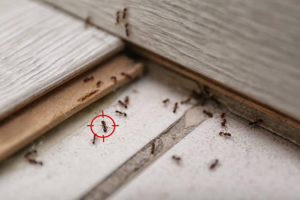 Best Wasp Removal Services  in Bartlesville, OK