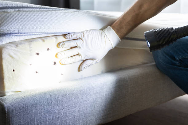 Best Local Pest Control Services  in Bartlesville, OK